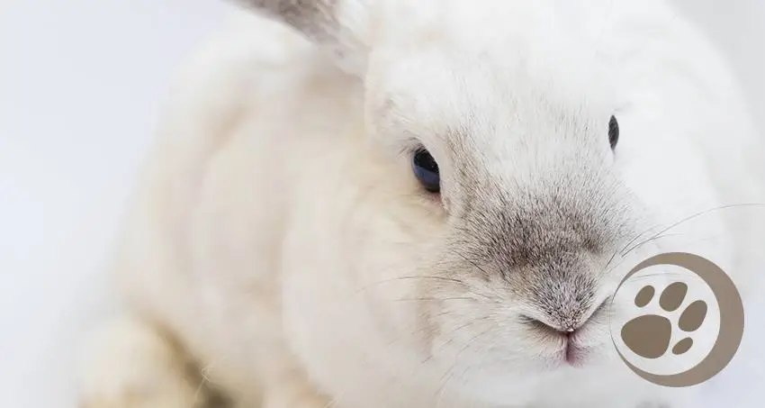 Fakten über  Kaninchen