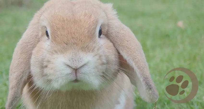 Das Wesen der Kaninchen
