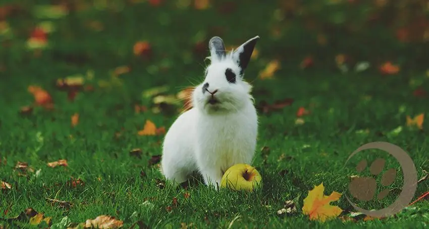 Herkunft der  Kaninchen