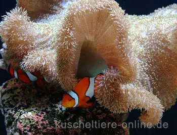 aboutpixel.de / Finding Nemo © Helge Eisenberg